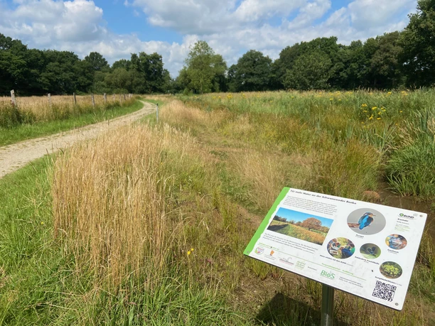 Wanderweg am neuen Bachabschnitt Schmaler Naturpfad am Bachlauf mit Infotafel über Flora und Fauna unter blauem Sommerhimmel.