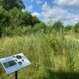 Vom Graben zum lebendigen Bach Informationstafel am Naturerlebnispfad neben einem grasbewachsenen Weg mit Büschen und blauem Himmel