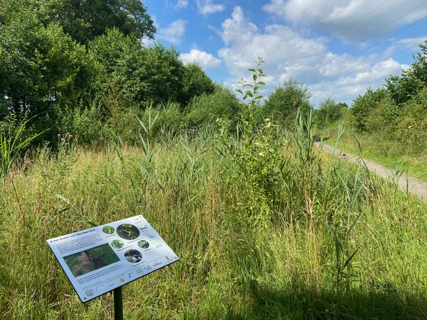 Vom Graben zum lebendigen Bach Informationstafel am Naturerlebnispfad neben einem grasbewachsenen Weg mit Büschen und blauem Himmel