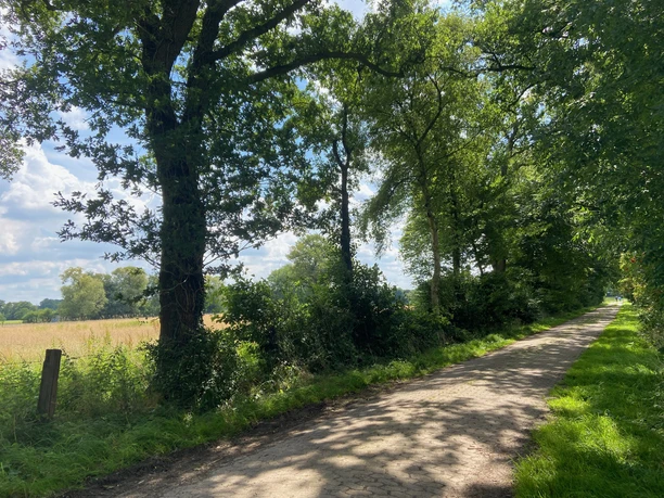 Im Schatten der Bäumee