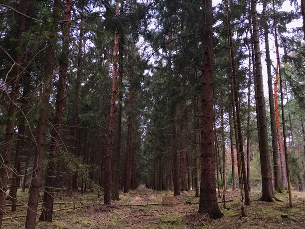 Spaziergang im Wald Gerader Waldweg zwischen hohen Fichten bei diffusem Licht, der zu einem Spaziergang einlädt.