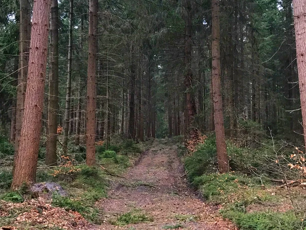 Waldweg in den Schmidts Kiefern Schmaler Waldweg zwischen hohen Kiefern, gesäumt von Moos und Laub, führt durch dichten Forst.