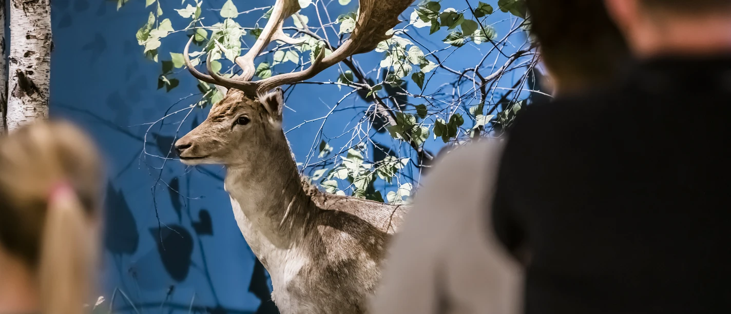 Naturkundemuseum Potsdam Naturkundemuseum Potsdam