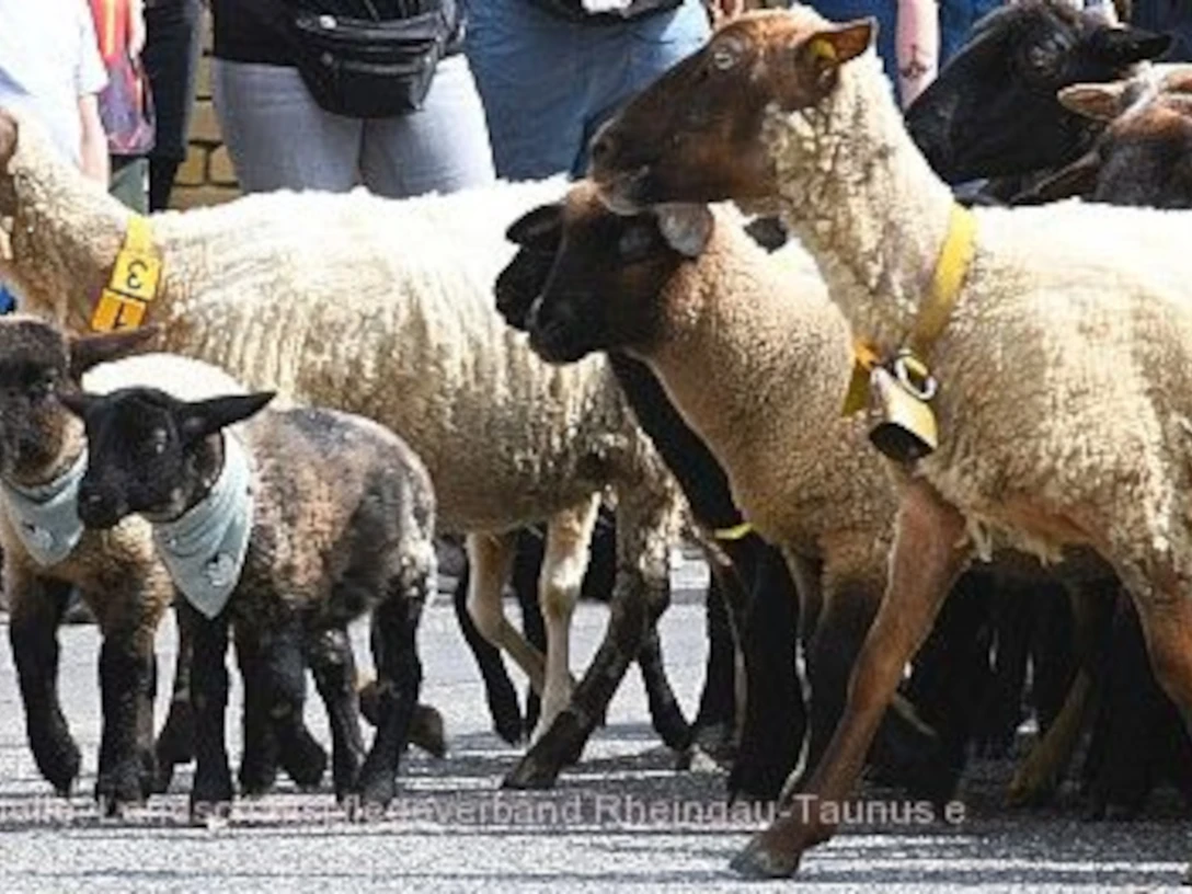 almauftrieb-niedergladbach-auftrieb-sch-va107270 (1).jpg