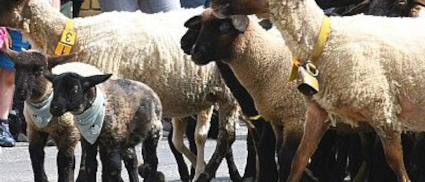 almauftrieb-niedergladbach-auftrieb-sch-va107270 (1).jpg