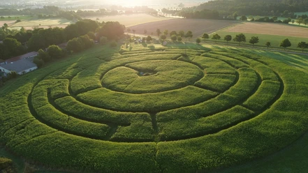 Labyrinth aus Topinambur Drohnenaufnahme eines Labyrinths