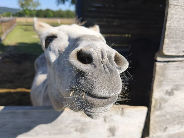 Esel auf dem Bauernhof Nahaufnahme einer Eselschnauze