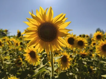Sonnenblumen zum Pflücken.jpg Nahaufnahme einer Sonnenblumenblüte vor blauem Himmel