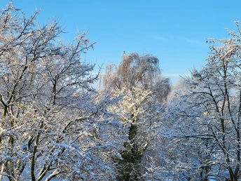 Verschneite Baumkronen mit Vogel (Foto Christine Riel).jpg