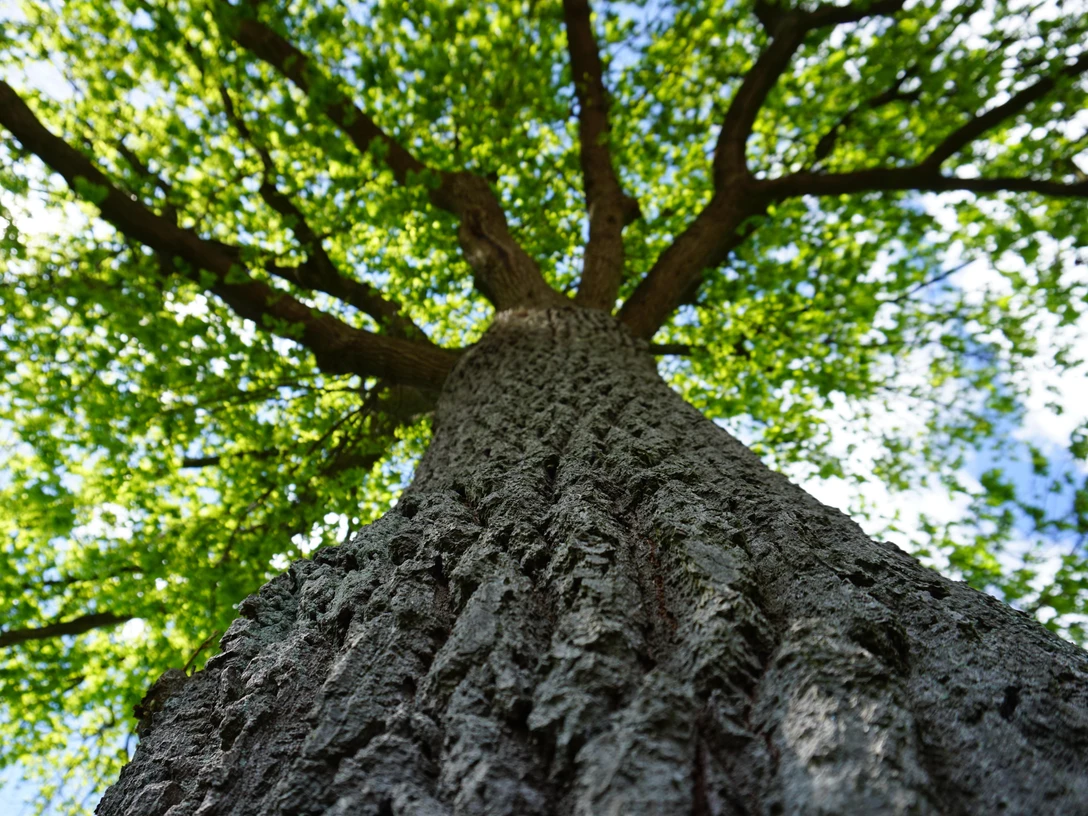 Baumkrone_pixabay_ccby Naturpark Habichtswald