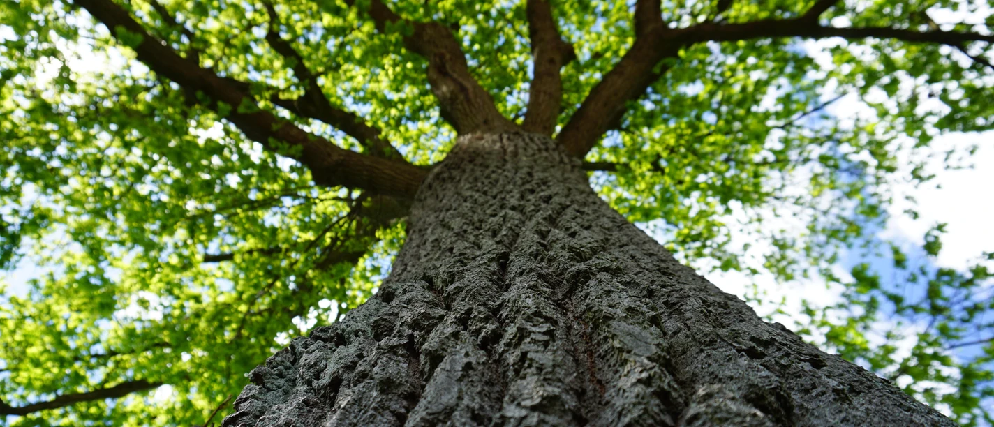 Baumkrone_pixabay_ccby Naturpark Habichtswald