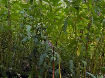 Genusstour Eifgenbachtal Üppiges Grün und violette Blüten am Eifgenbach, ein dicht bewachsenes Ufer im Eifgenbachtal.