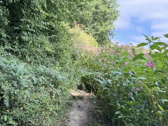 Genusstour Eifgenbachtal Wanderweg im Eifgenbachtal. Ein Pfad durch grüne Vegetation mit rosa Blüten unter blauem Himmel.