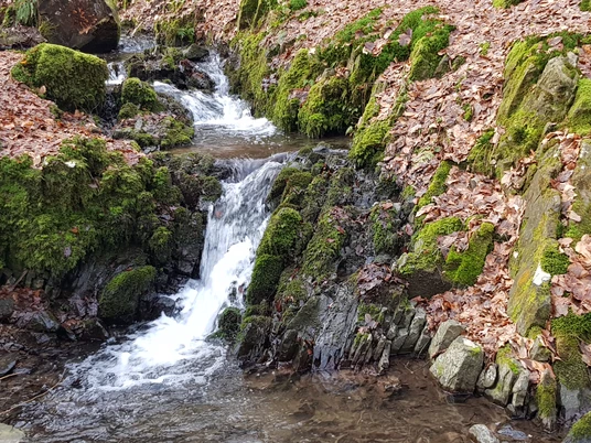 Über Höhen und durch vier märchenhafte Bachtäler rund um Odenthal Bömericher Bach: Wasser stürzt über moosbewachsene Felsen, umrahmt von Laub auf dem Waldboden.