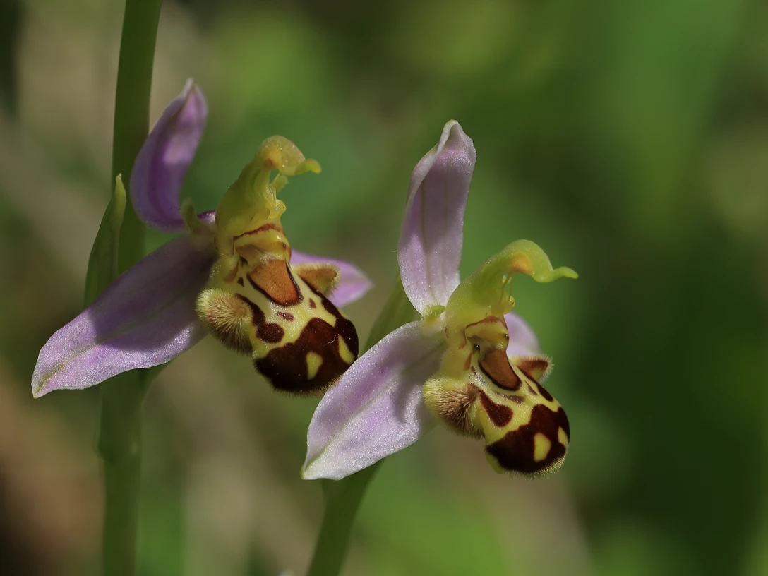 Bienenragwurz detail 31 01