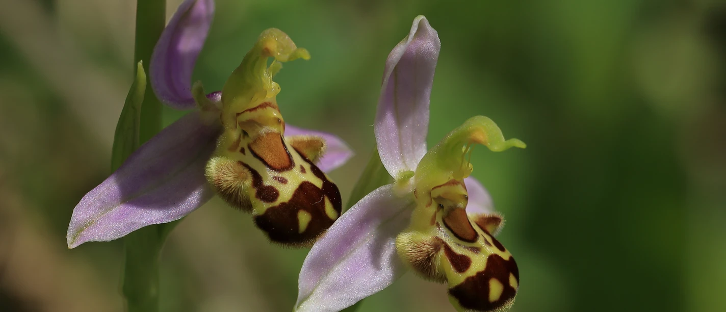 Bienenragwurz detail 31 01