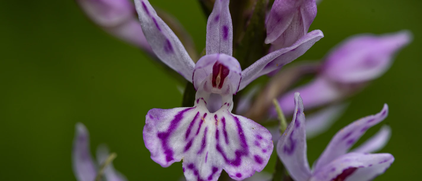 Fuchs Gefleckte Fingerwurz detail 21 01
