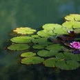 Seerosen Closeup of sacred lotuses on a lake under sunlight with a blurry background