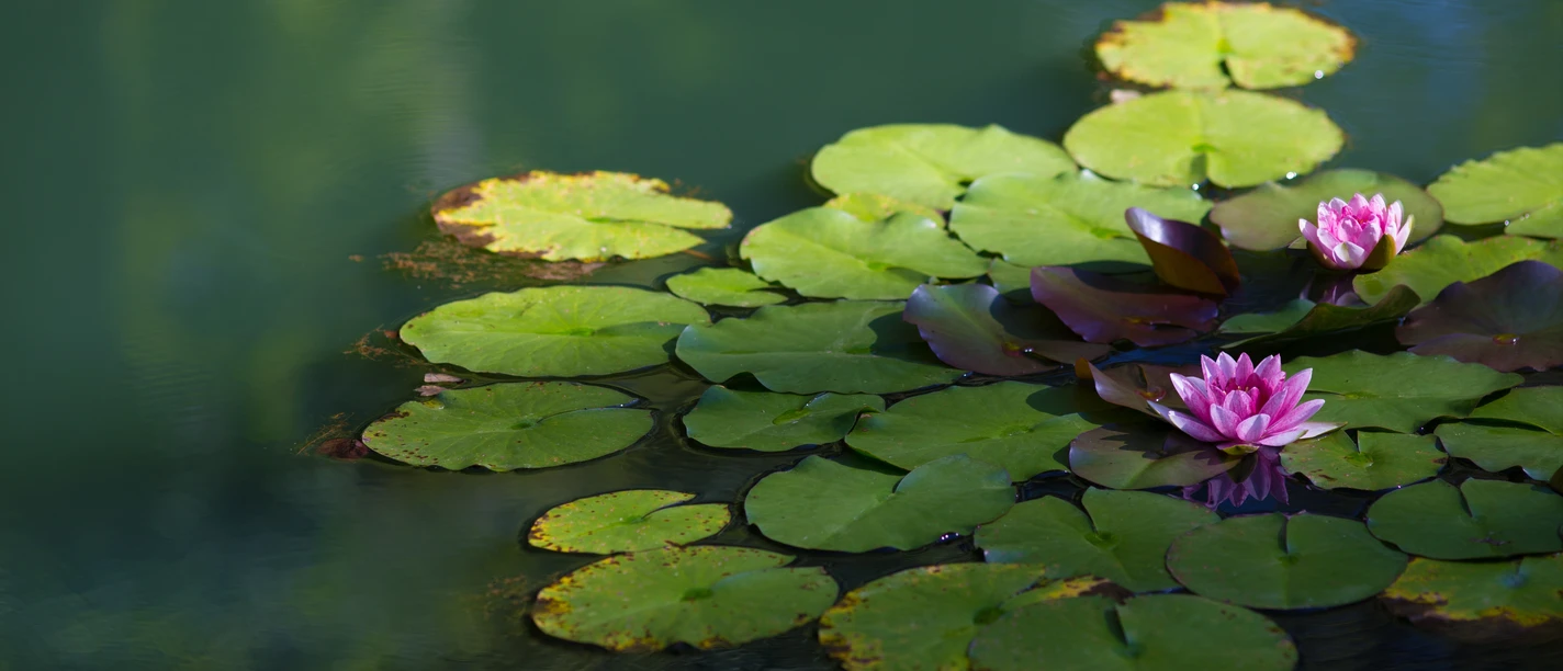 Seerosen Closeup of sacred lotuses on a lake under sunlight with a blurry background
