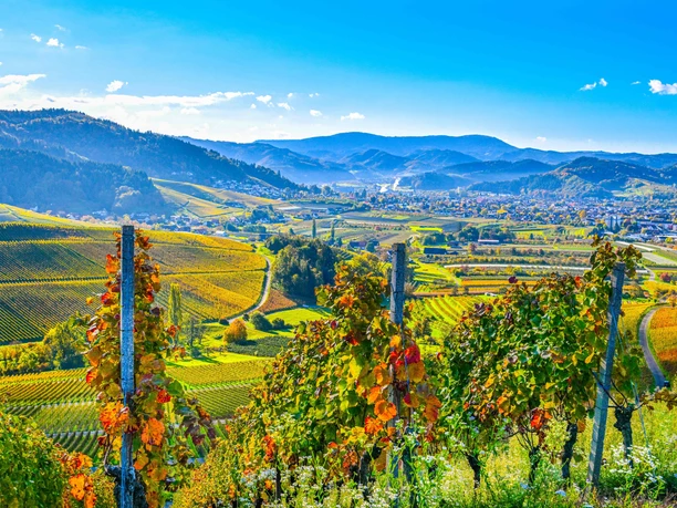 Weinberge Oberkirch
