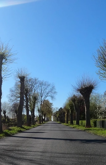 Baumallee zwischen Altenmedingen und Bienenbüttel Baumallee zwischen Altenmedingen und Bienenbüttel