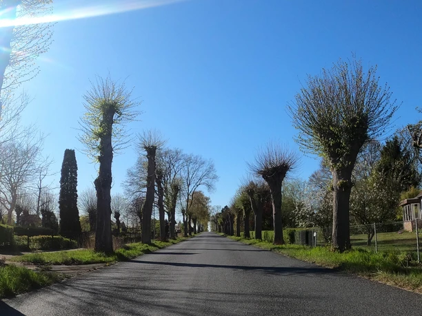 Baumallee zwischen Altenmedingen und Bienenbüttel Baumallee zwischen Altenmedingen und Bienenbüttel