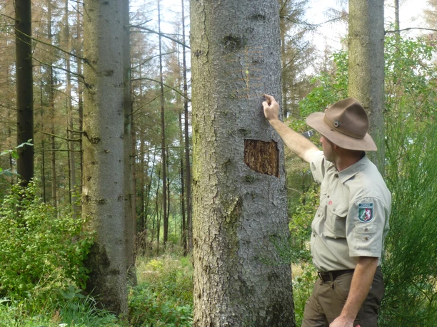 Ranger Matthias am Haubergspfad