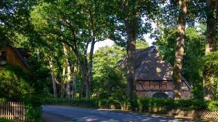 huetzel-gemeinde-bispingen.jpg Fachwerkhaus mit Reetdach hinter hohen Bäumen an einer ruhigen Straße im Dorf Hützel.