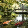 ruhige Szene mit Kois und asiatischer Anmutung - Mann im Hintergrund _cc0.png