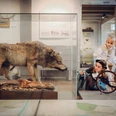 Foto: Stadtmuseum im M2K, Janina Snatzke verkleidete Kinder schauen sich neugierig in einem Museum einen ausgesopften Wolf an