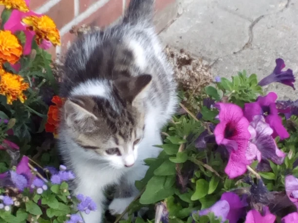Hofkatze-2018.jpg Hofkatze-2018.jpg