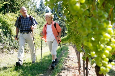 Weinreben bei Schloss Eberstein