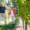 Weinreben bei Schloss Eberstein