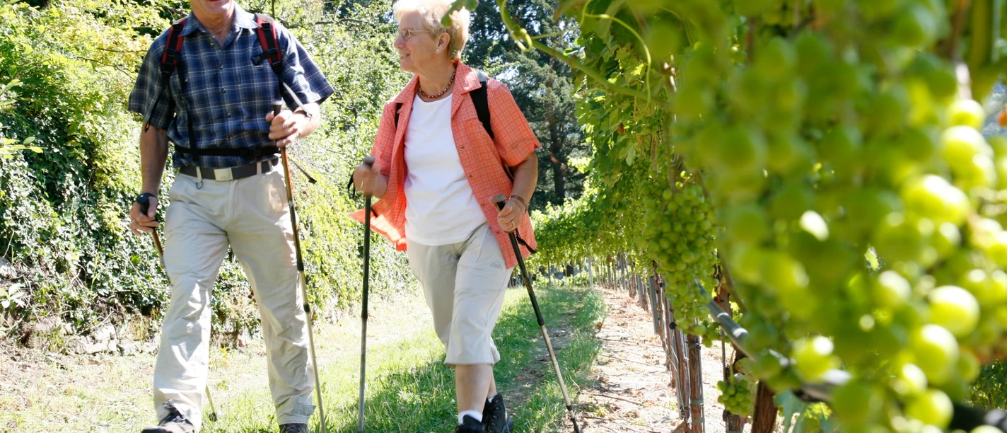 Weinreben bei Schloss Eberstein