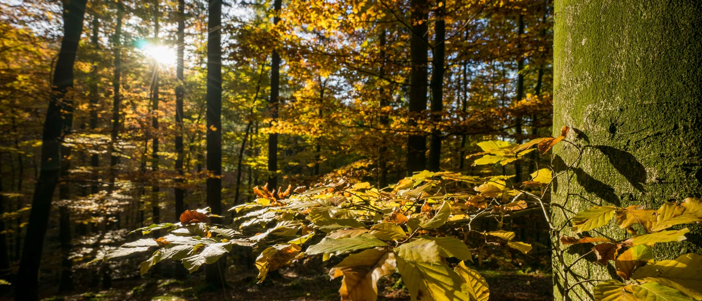 Herbstwald im Sauerland mit Sonnenstrahlen, Moos am Baumstamm und gelbem Laub