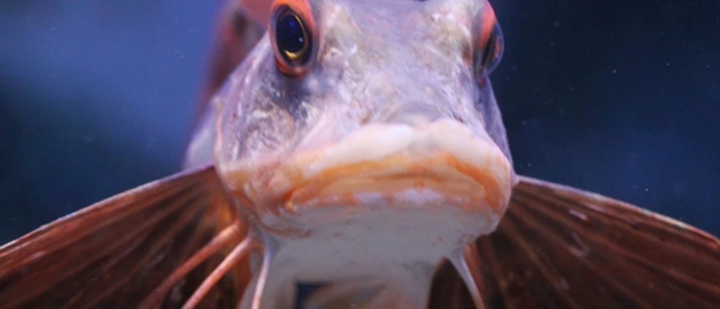Roter Knurrhahn