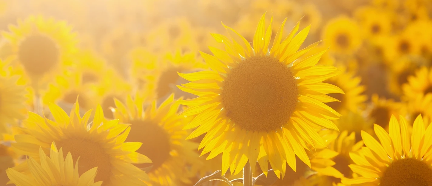 Sonnenblumen-1920x1080canva.jpg