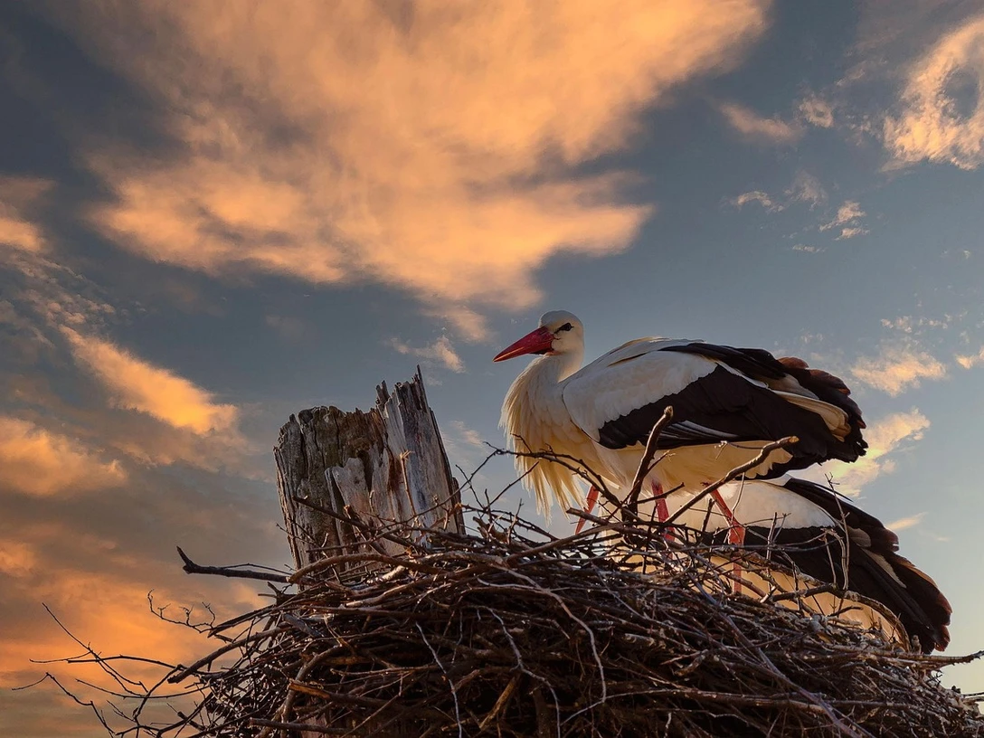 Storch (pixabay, B. Hochsprung).jpg