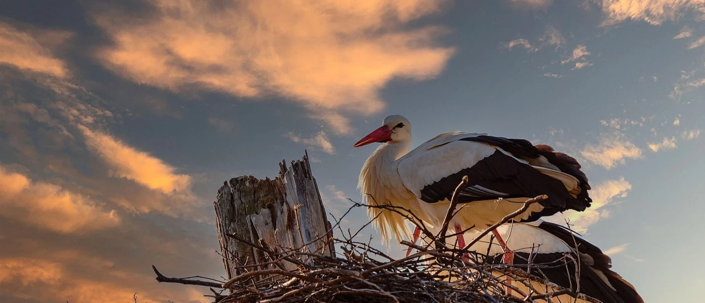 Storch (pixabay, B. Hochsprung).jpg