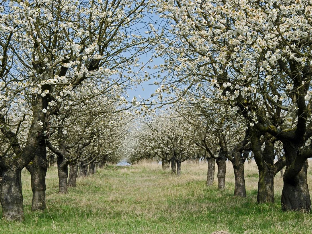 Obstbaum Frühling pixabay (Gerald Friedrich).jpg