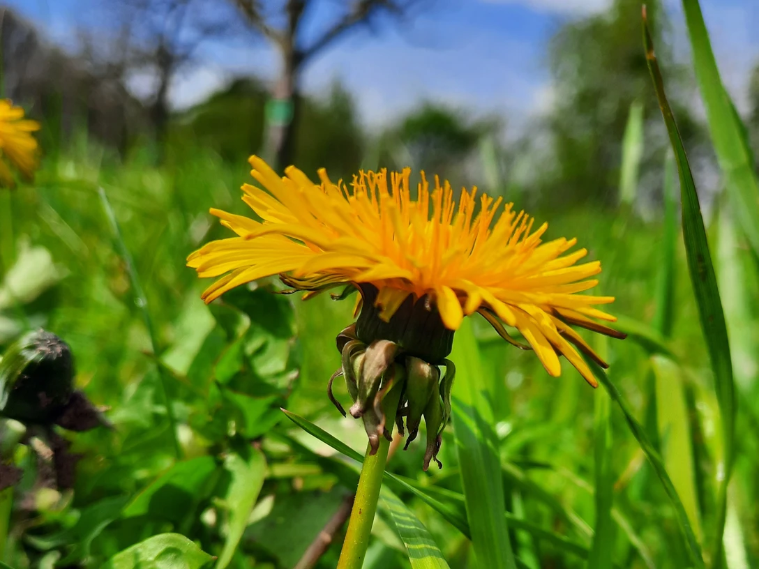 Essbare Wildpflanzen