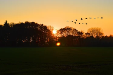Vögel Abenddämmerung (pixabay, Frauke Riether).jpg
