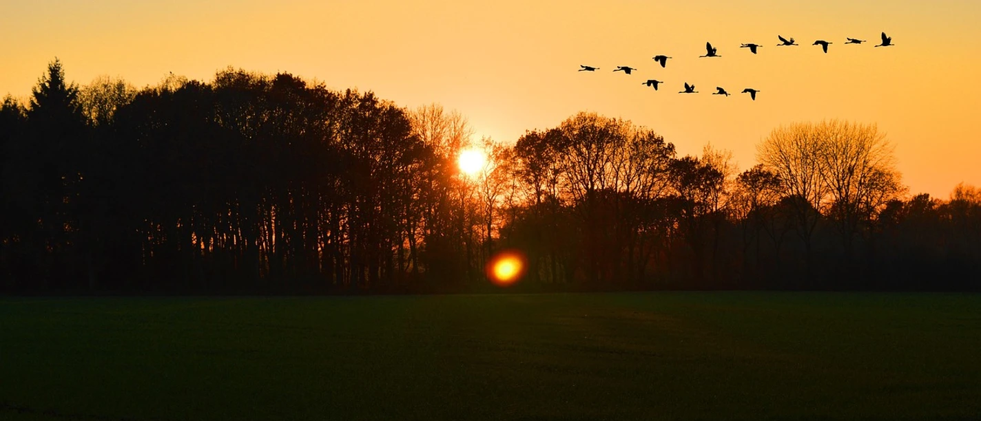 Vögel Abenddämmerung (pixabay, Frauke Riether).jpg