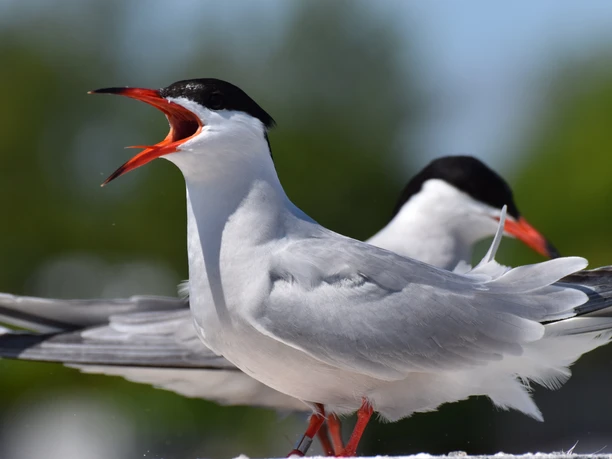 Flussseeschwalben, Foto von Nathalie Kürten_7.jpg