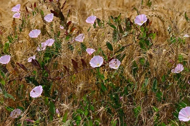 Ackerwildkraut (pixabay, Hans Linde).jpg