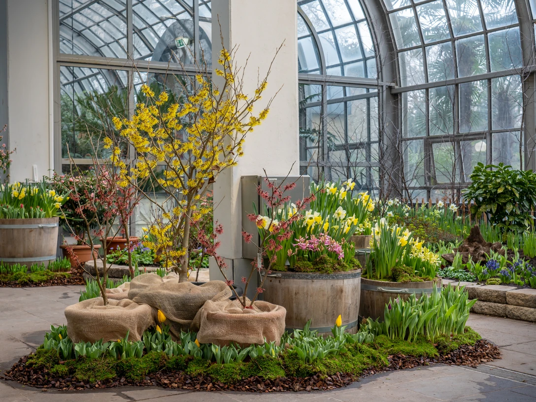 Fruehlingsblumenschau-im-Palmengarten-1-Copyright-Palmengarten.jpg