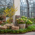 Fruehlingsblumenschau-im-Palmengarten-1-Copyright-Palmengarten.jpg