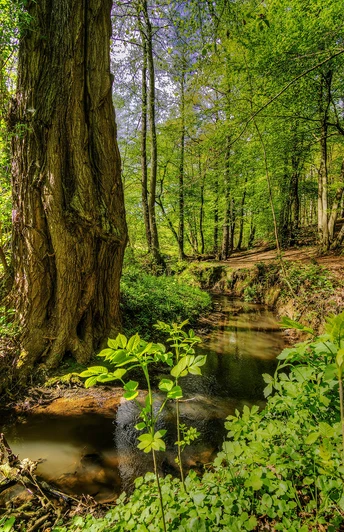bach-baum-sommer-rumbachtal-muelheim.jpg