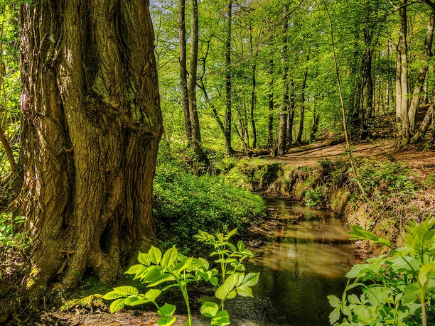 bach-baum-sommer-rumbachtal-muelheim.jpg