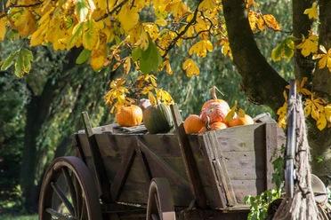 kuerbis-karren-herbst-duempten-muelheim.jpg